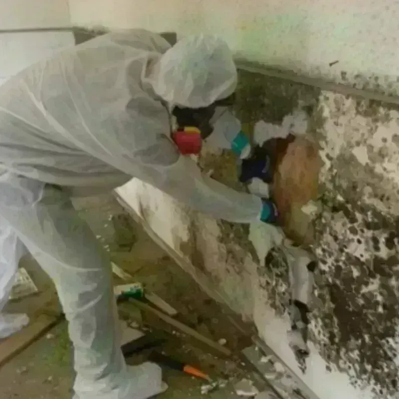 Mold Remediation and Removal in Bentonville, AR